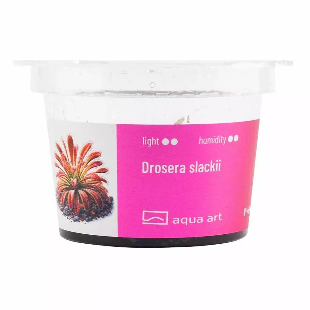 Drosera slackii - fleischfressende Pflanze Drosera slackii - fleischfressende Pflanze