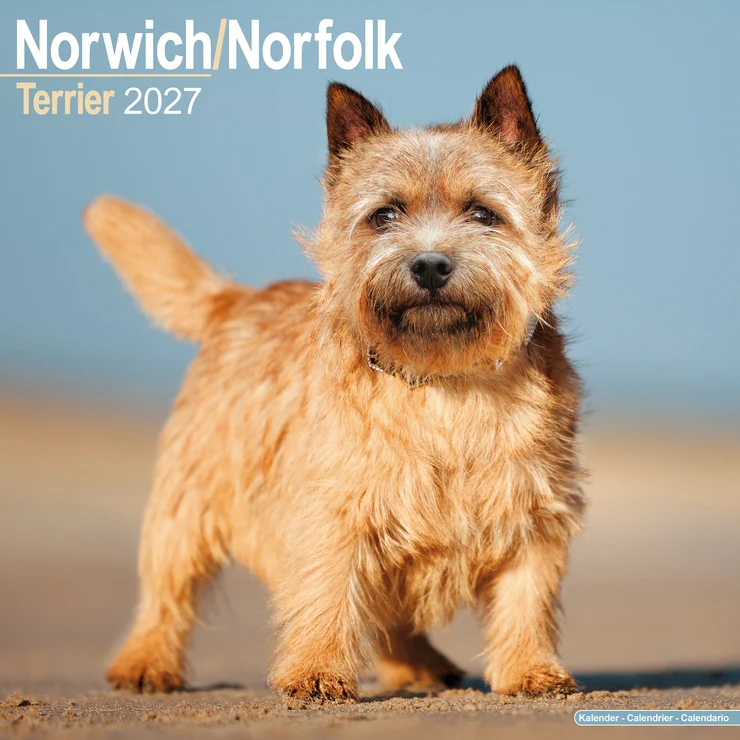 Kalender 2027 Norwich/Norfolk Terrier