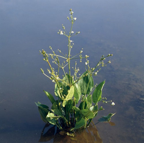 An aquatic plant with green leaves and small white flowers stands in shallow water.