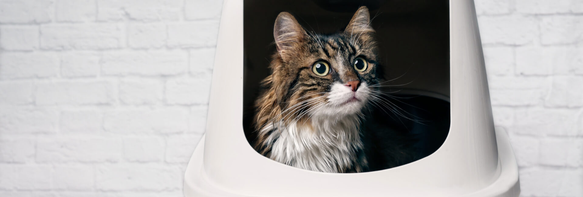 Katzen Hygiene Katzentoiletten