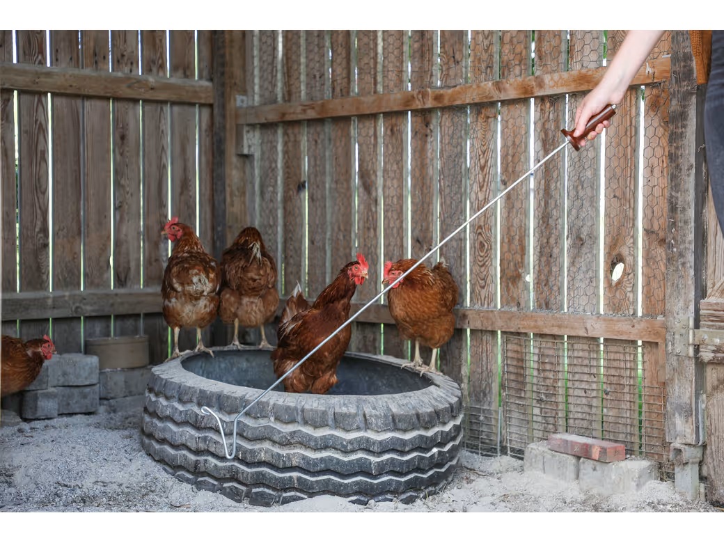 Mehrere braune Hühner im Stall. Ein Huhn steht in einem alten Autoreifen als Futterbehälter, drei weitere am Rand oder dahinter. Eine Hand reicht mit langer Stange in den Reifen, um ein Huhn zu führen oder zu fangen.