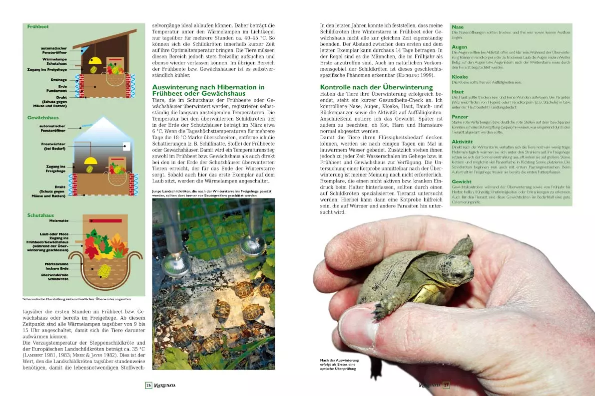 marginata-41-steppenschildkroeten-3 Marginata 41 - Steppenschildkröten