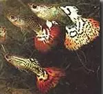 Guppy Männchen