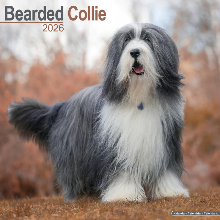 Kalender 2026 Bearded Collie - Beardie
