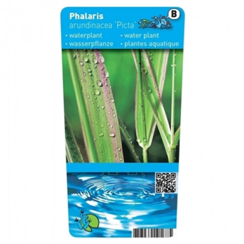 Buntes Bandgras (9cm) – Phalaris ‘Picta’