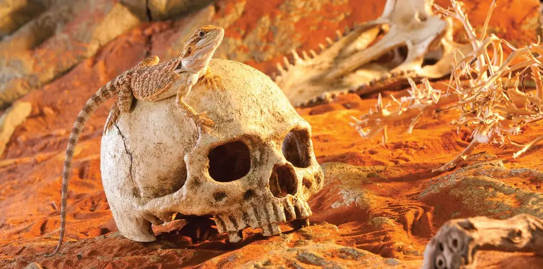 Primate Skull / Cachette sûre