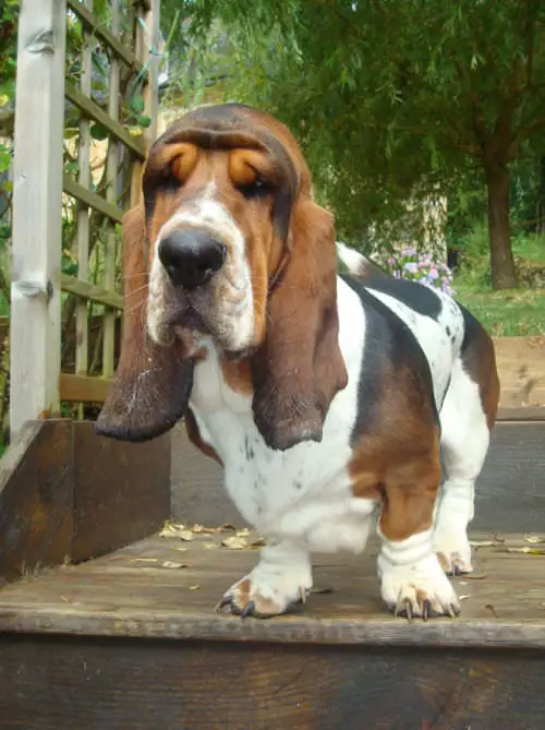 basset57ed26024c12e Basset Hound