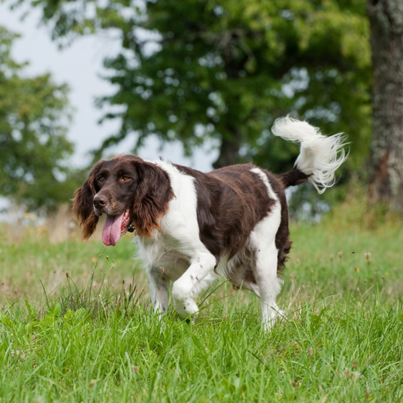 Ein Kontinental Zwergspaniel, braun-weiß, läuft mit offenem Maul über eine grüne Wiese. Der Schwanz ist hochgestellt.