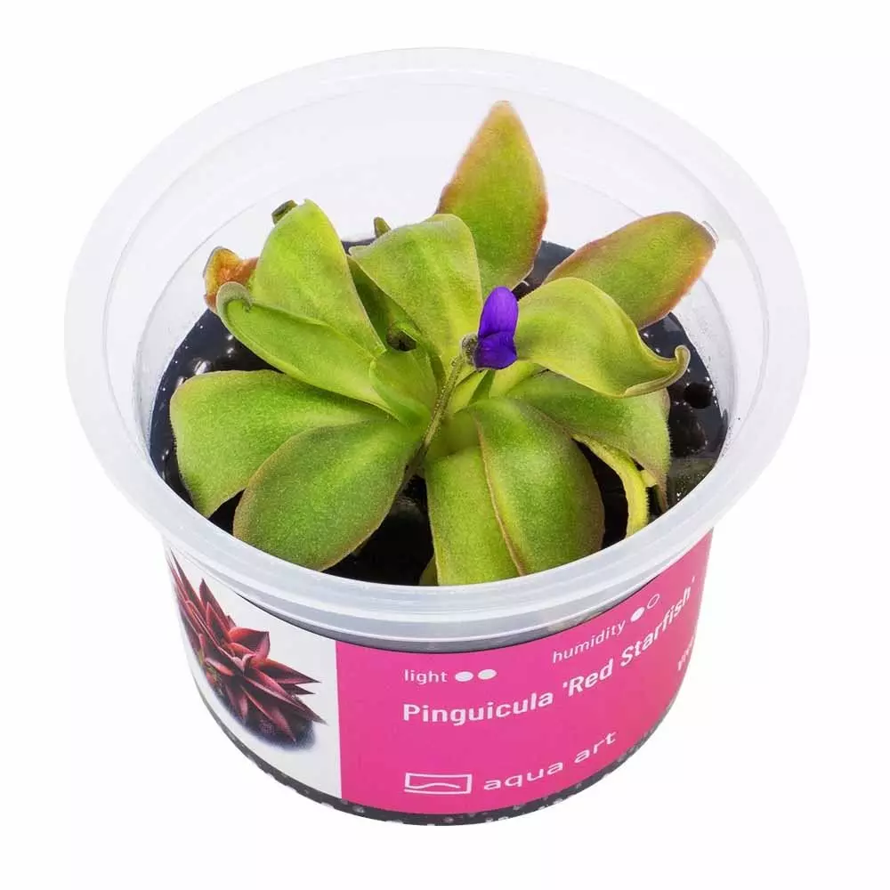 Pinguicula Red Starfish - carnivorous plant