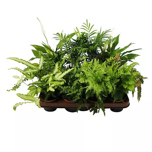 Farne - Feuchtterrarium