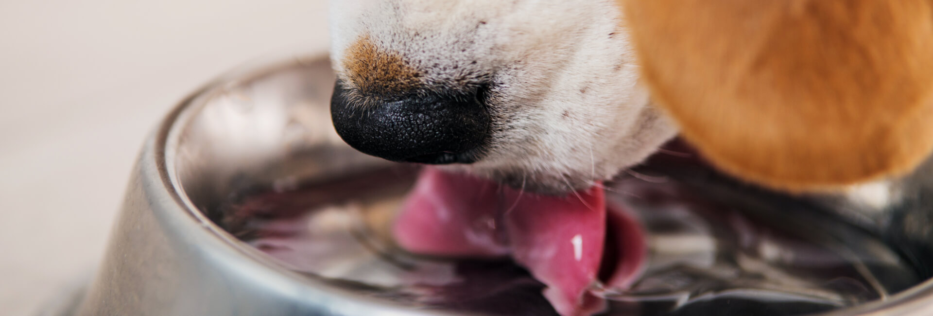 Hunde Trinkbrunnen