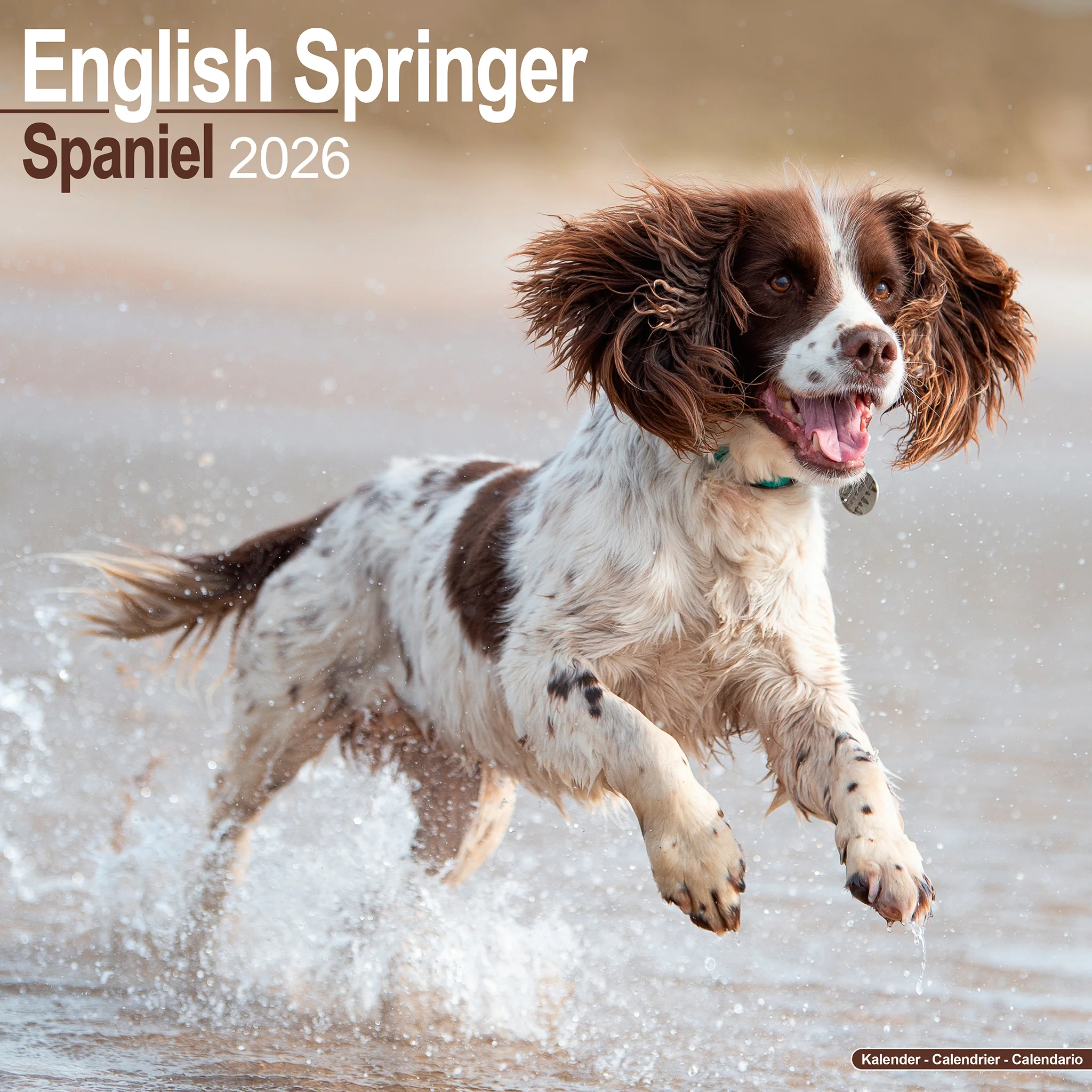 Un Springer Spaniel anglais plein d'énergie court dans l'eau, le poil mouillé et en mouvement.