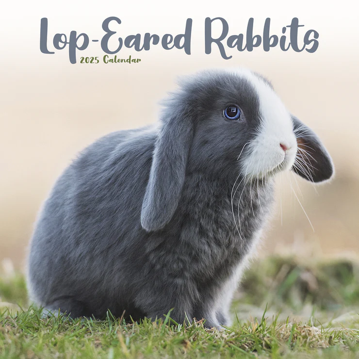 Kalender 2025 Lop-Eared Rabbits - Widder Kaninchen