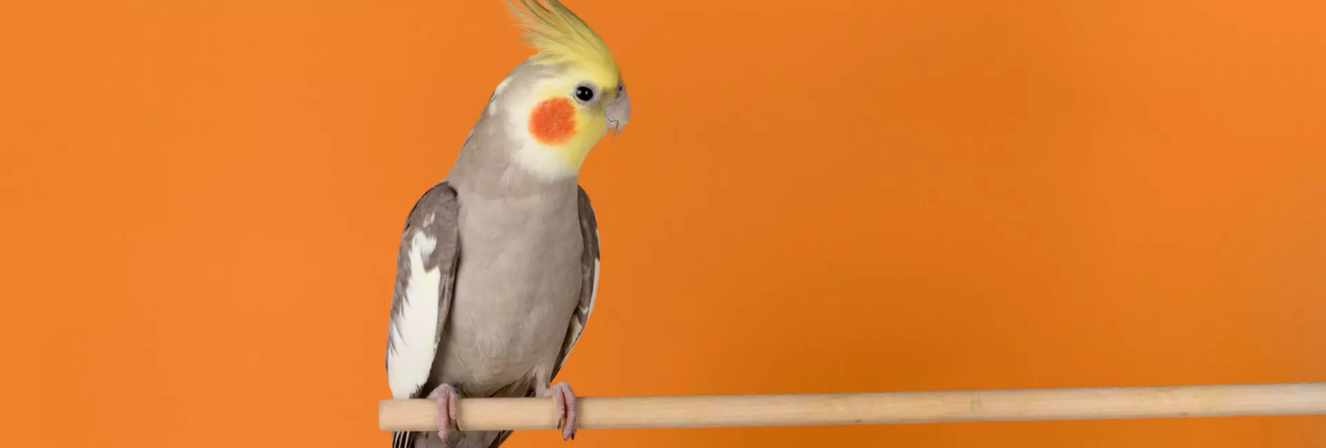 Vogel Einrichtung / Sitzstangen Vogel Einrichtung / Sitzstangen