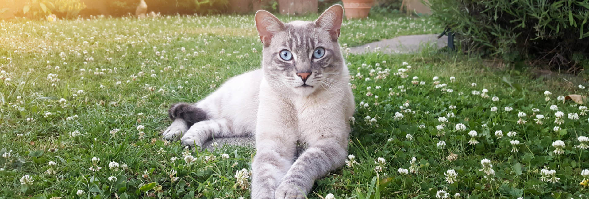 Katzen Diverses Zubehör