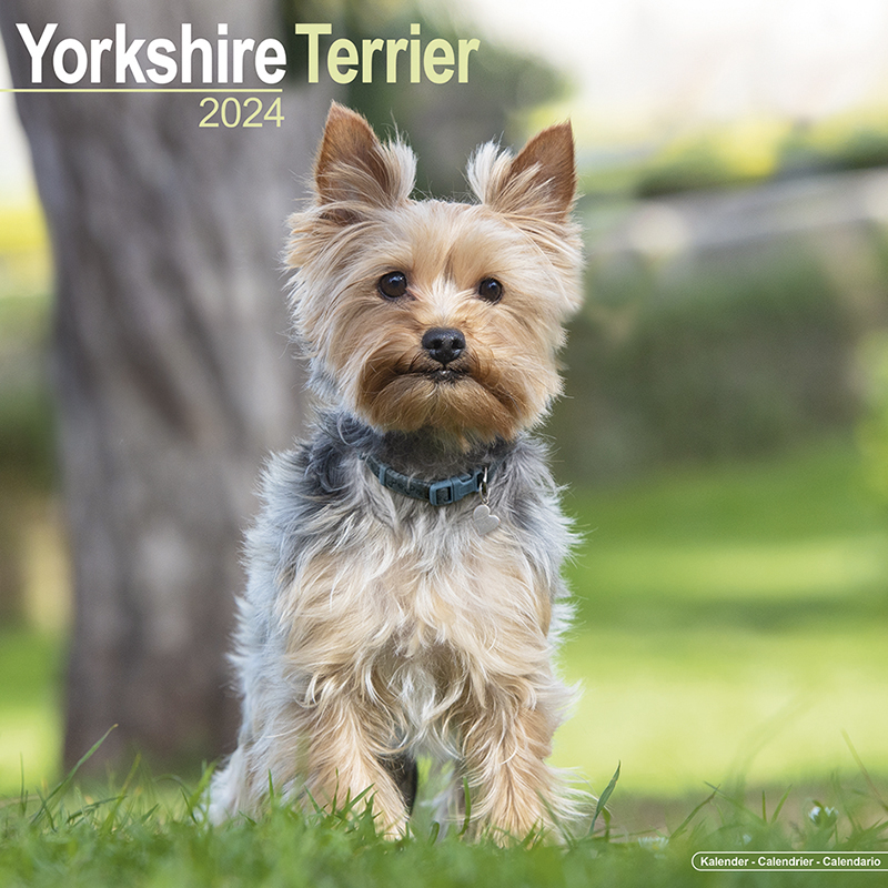Kalender 2024 Yorkshire Terrier