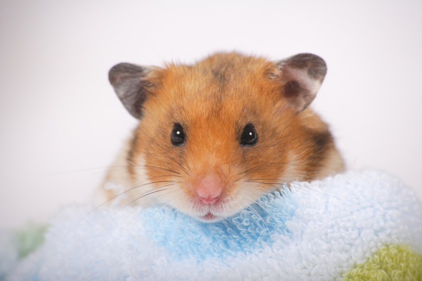 Goldhamster/Teddyhamster - Kompletteinrichtung