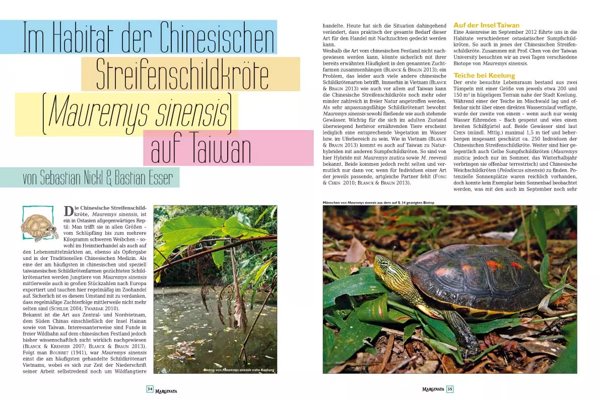marginata-43-vietnamesische-sumpfschildkroeten-2 Marginata 43 - Vietnamesische Sumpfschildkröten