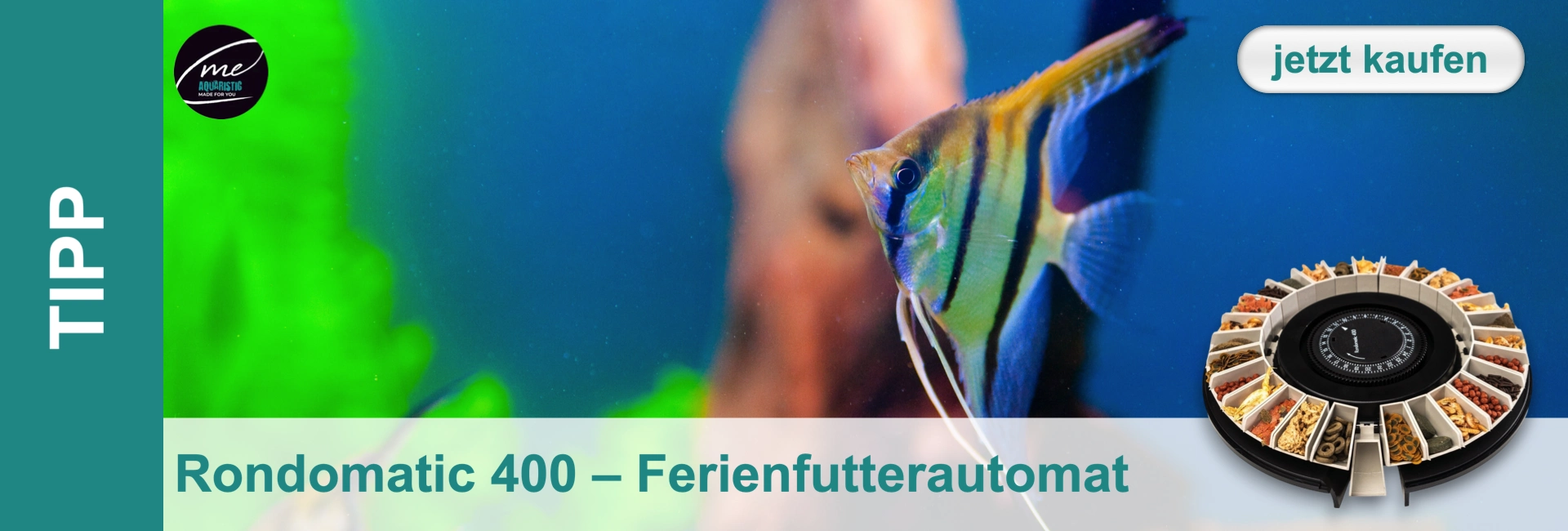 Un pesce scalare striato con strisce verticali nere e gialle nuota tranquillo in un acquario azzurro. In basso a destra c'è un distributore di mangime rotondo e nero con scomparti. A sinistra, piante verdi.