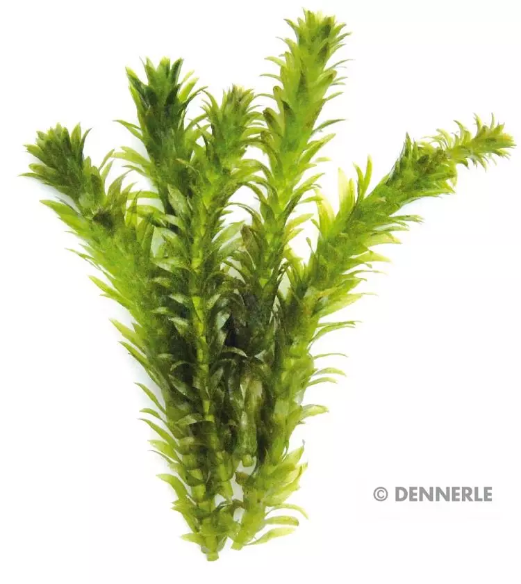 Dennerle Egeria densa Dichtblättrig - Dichtblättrige Wasserpest