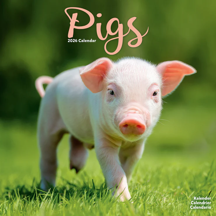 Kalender 2026 Schweine - Pigs