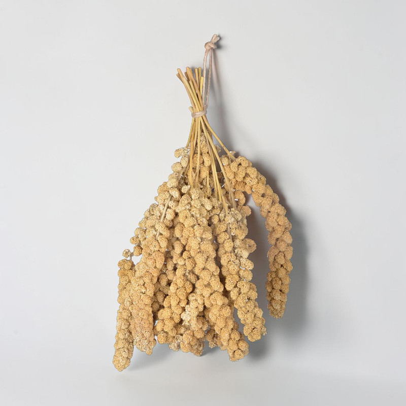 Des épis de millet jaunes séchés sont suspendus à une ficelle de jute sur fond gris clair. Densément couverts de petits grains jaune-beige à texture rugueuse, ils pendent librement et projettent une légère ombre. Friandise idéale pour oiseaux.