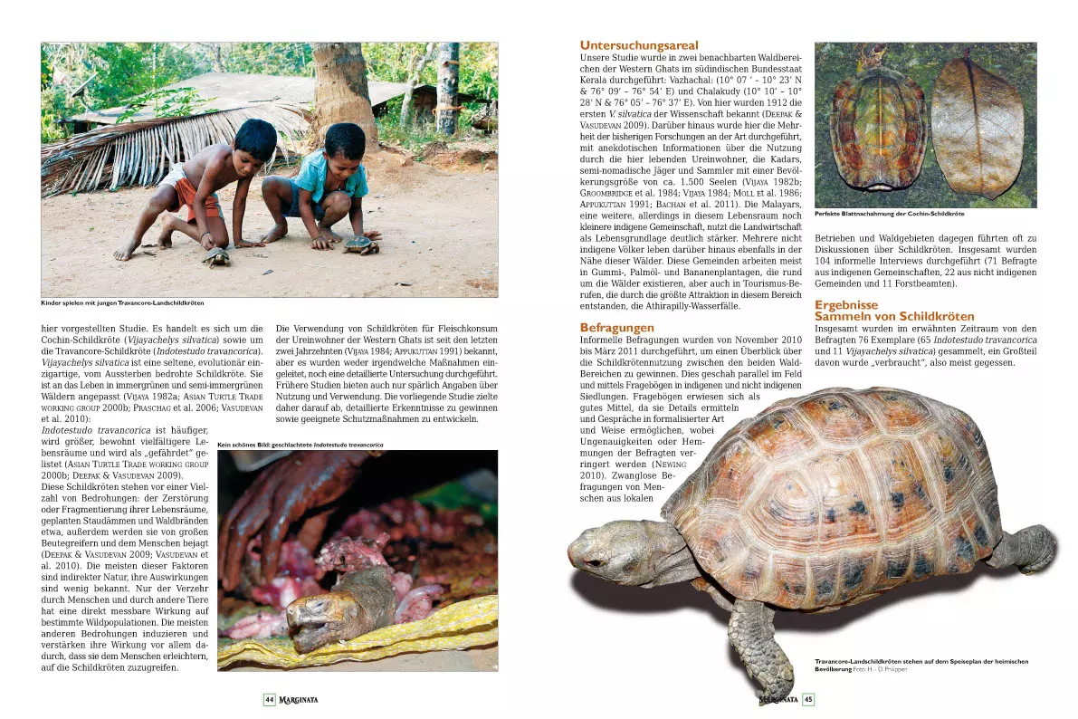 marginata-39-grosskopfschildkroeten-4 Marginata 39 - Grosskopfschildkröten