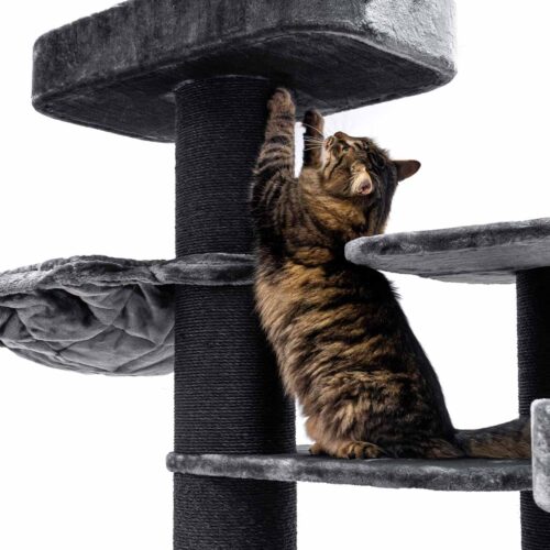 Gatto tigrato dal manto marrone con strisce scure che graffia un tiragraffi alto di colore grigio scuro. È in piedi su una piattaforma e allunga le zampe anteriori verso il palo rivestito di sisal. Sfondo bianco.