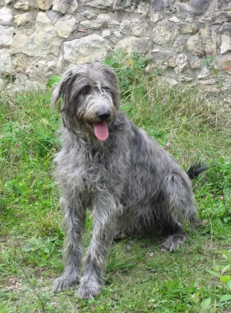 irischer-wolfshund Irischer Wolfshund
