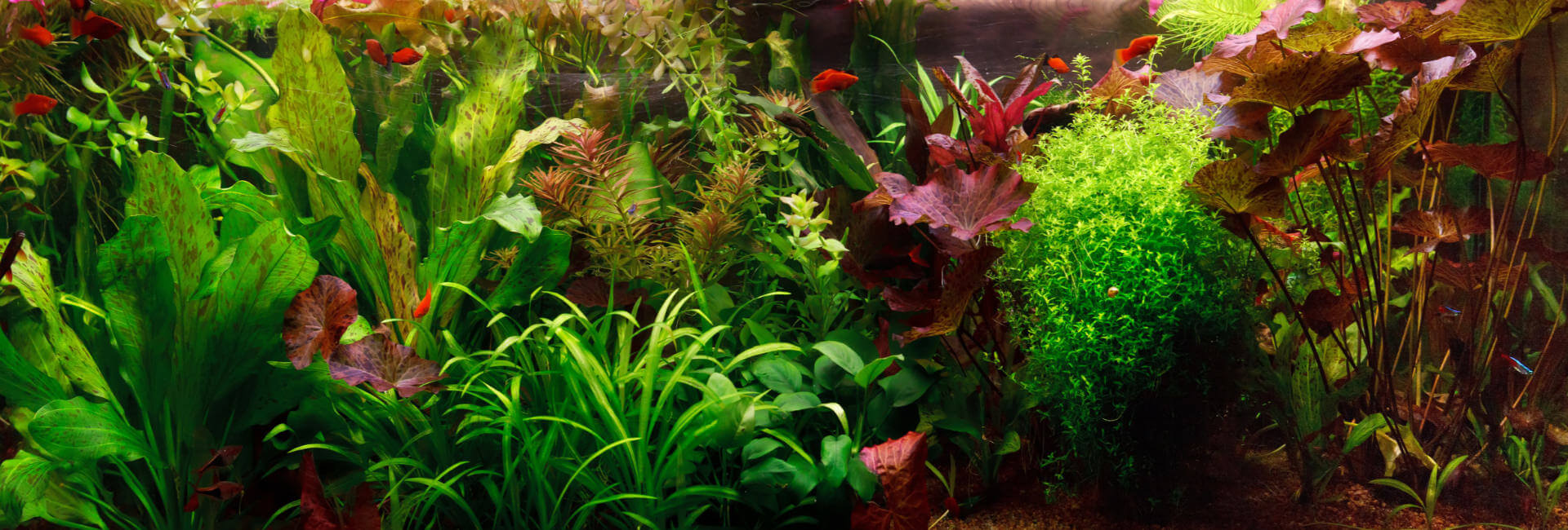 Aquarium Pflanzen