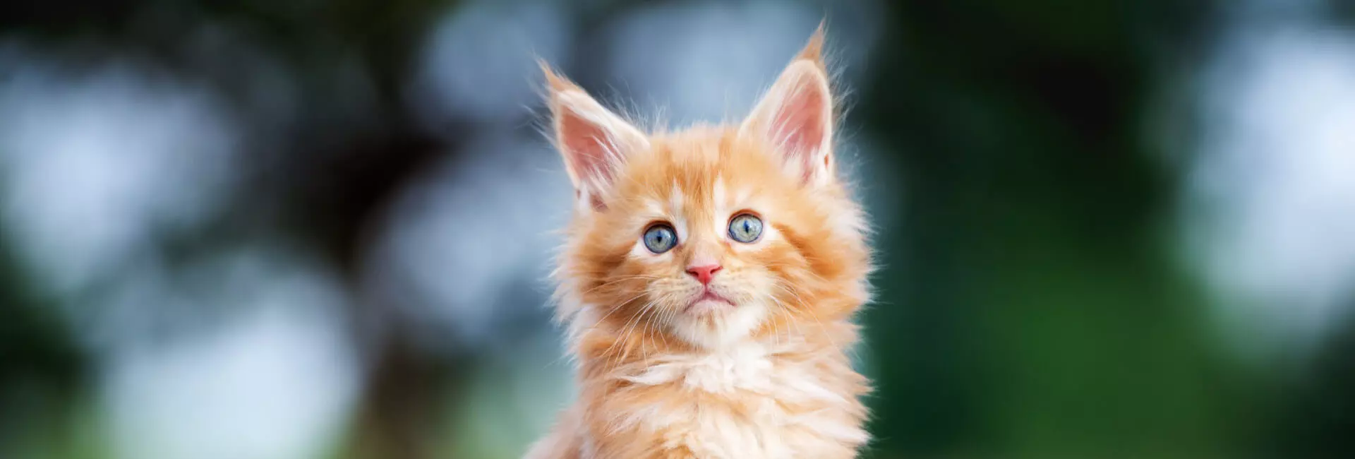 Männliche Katzennamen Männliche Katzennamen