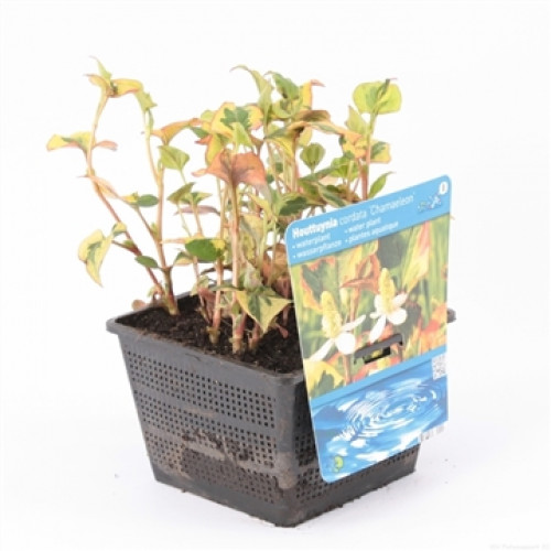 Houttuynia cordata 'Chameleon' Pflanze in schwarzem Gittertopf mit beschriftetem Etikett auf einem weißen Hintergrund.