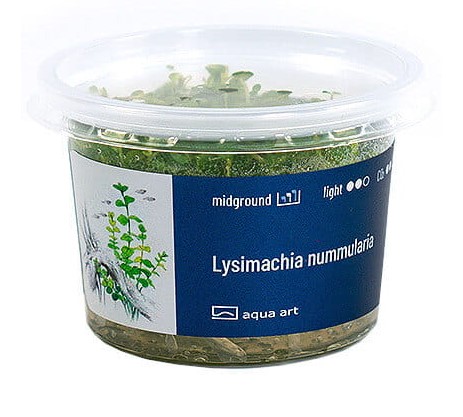 Lysimachia Nummularia