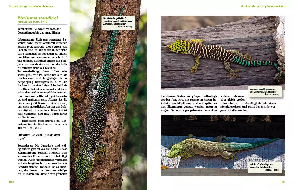 NTV-Taggeckos-der-Gattung-Phelsuma-3 NTV Taggeckos der Gattung Phelsuma