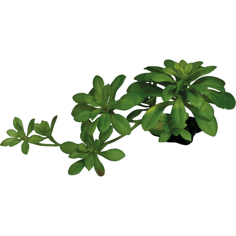 Repto Plant Succulente vert XL Repto Plant Succulente vert XL