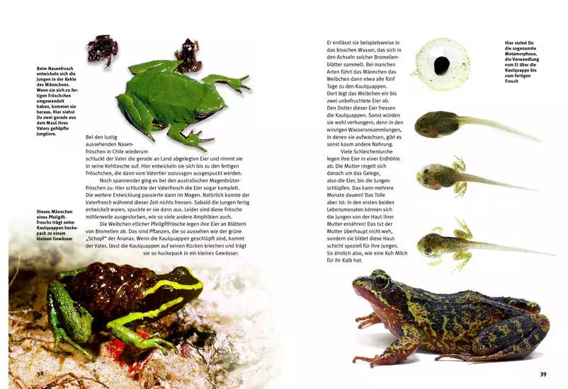 frosch NTV, Découvrez les amphibiens