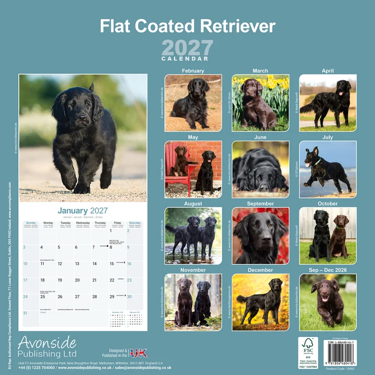 Kalender 2027 Flat Coated Retriever