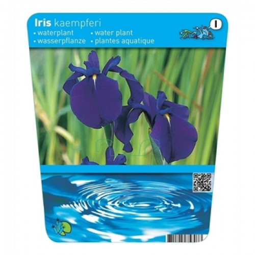 Etichetta per la pianta acquatica Iris kaempferi con fiori blu e motivo ad anello d'acqua. Testo in tedesco, inglese e francese.