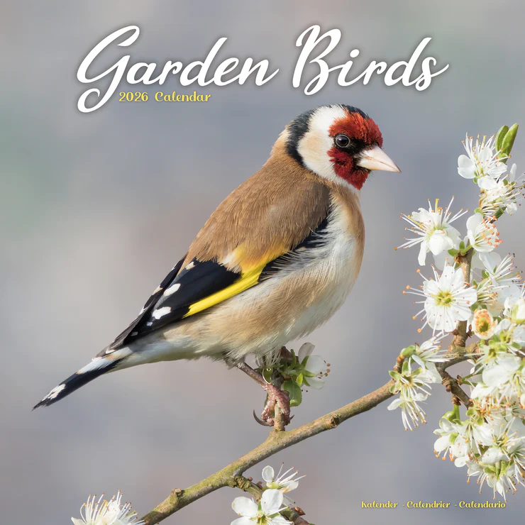 Calendar 2026 Garden Birds - Garden Birds
