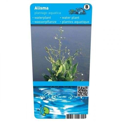 Etichetta per Alisma plantago-aquatica, una pianta acquatica, con acqua e onde sullo sfondo.