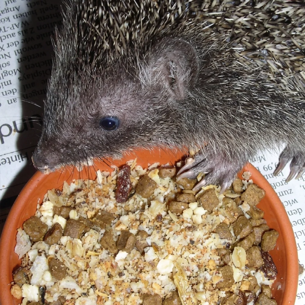 Un piccolo riccio dagli occhi blu e dal dorso ricoperto di aculei si china su una ciotola. Questa è piena di mangime speciale Claus per ricci, composto da crocchette, fiocchi e pezzetti di frutta secca. Il riccio mangia in modo adeguato alla sua specie.