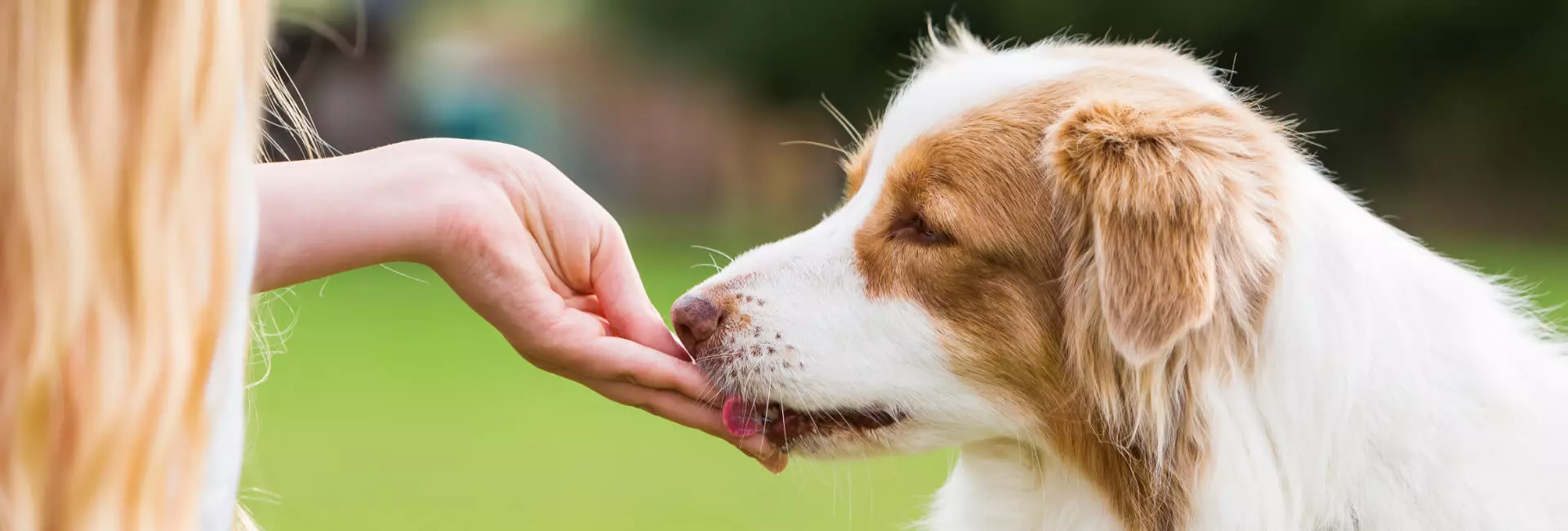 Hundefutter Snacks & Leckerli Hundefutter Snacks & Leckerli