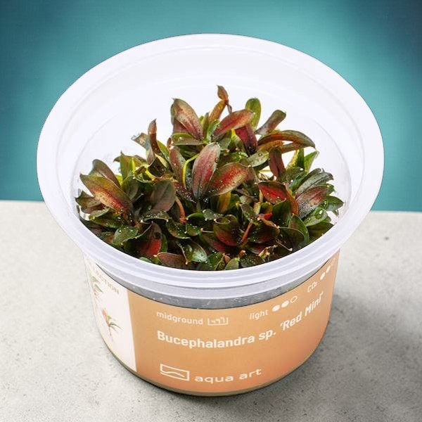 Bucephalandra sp. ’Red Mini’