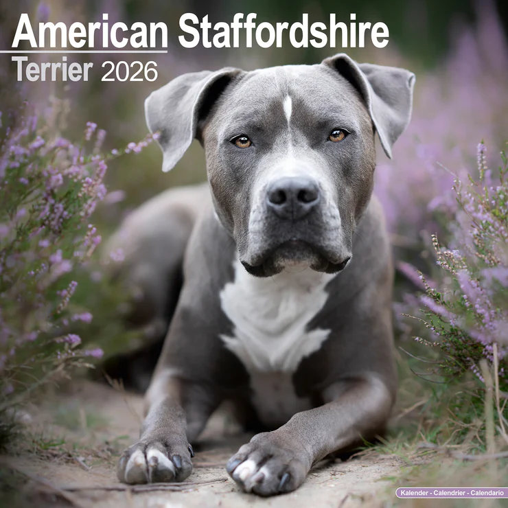 Kalender 2026 American Staffordshire Terrier