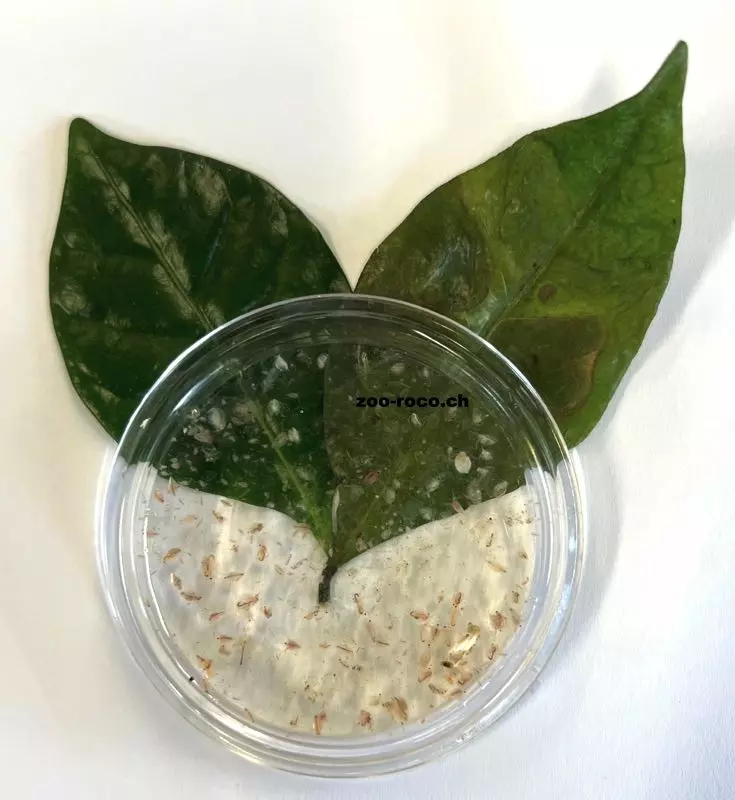 Puces d'eau vivantes - Daphnia pulex