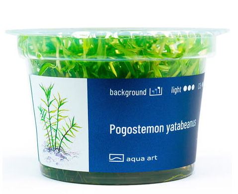 Pogostemon Yatabeanus (Yatbes Sternepflanze)