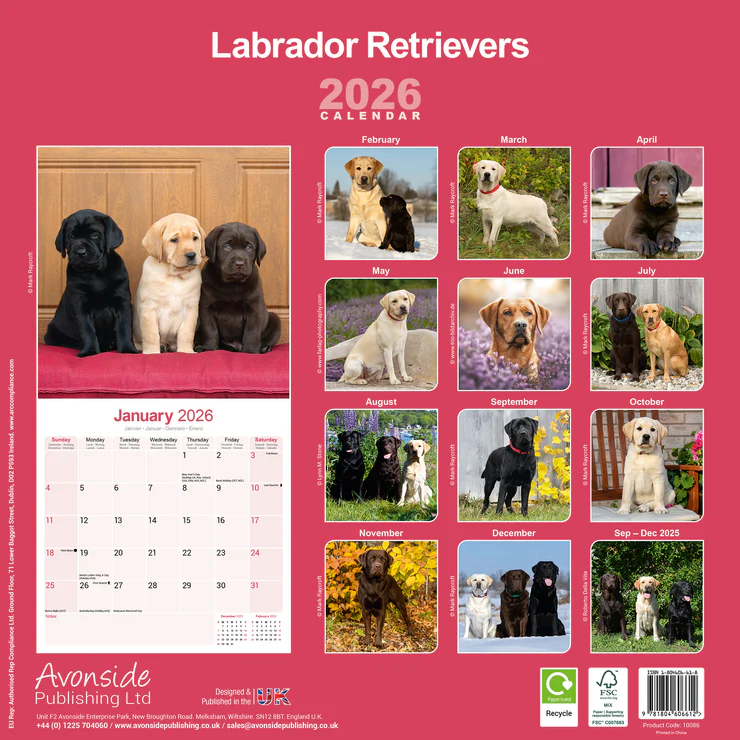 Calendar 2025 Labrador Retriever (Mixed)