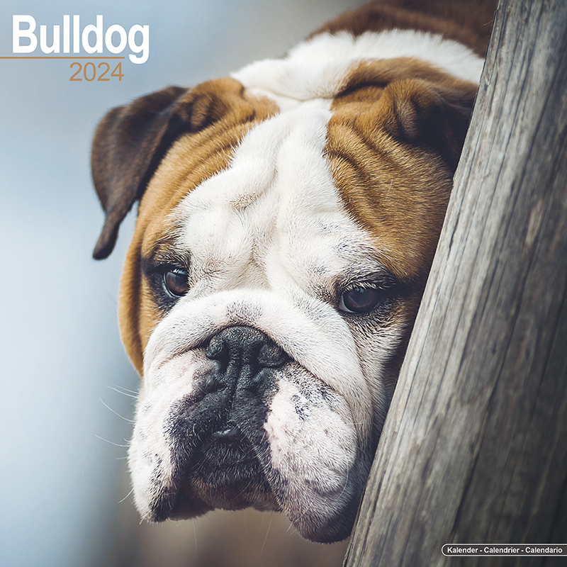 Calendar 2024 Bulldog - English Bulldog