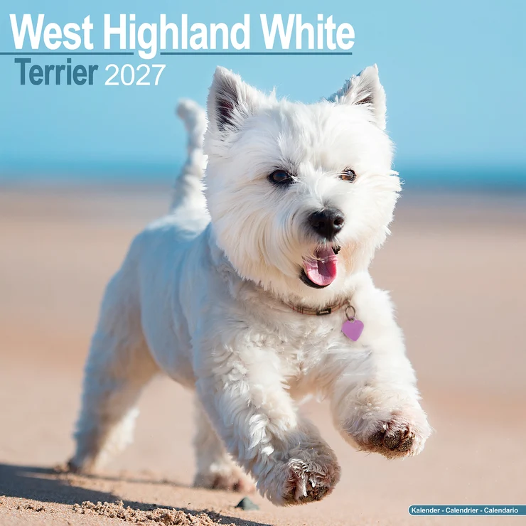Kalender 2027 Westie - West Highland White Terrier