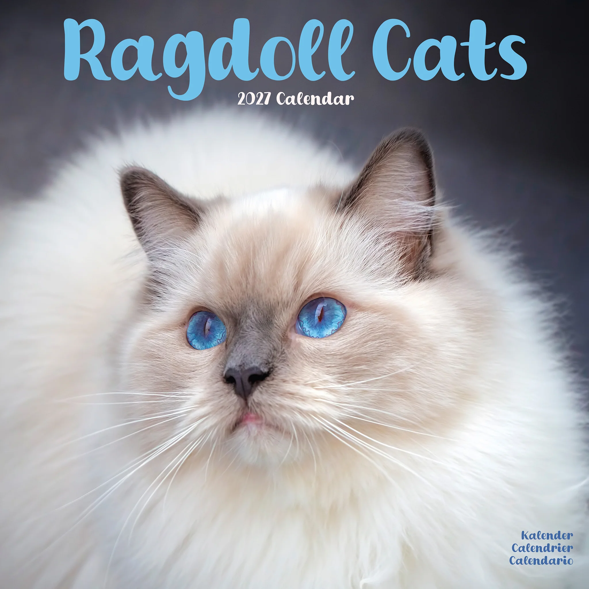 Kalender 2027 Ragdoll Cats